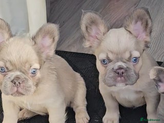 French Bulldog dogs Beautiful French Bulldog Puppy 1xFemale - Fluffy - Advert 11