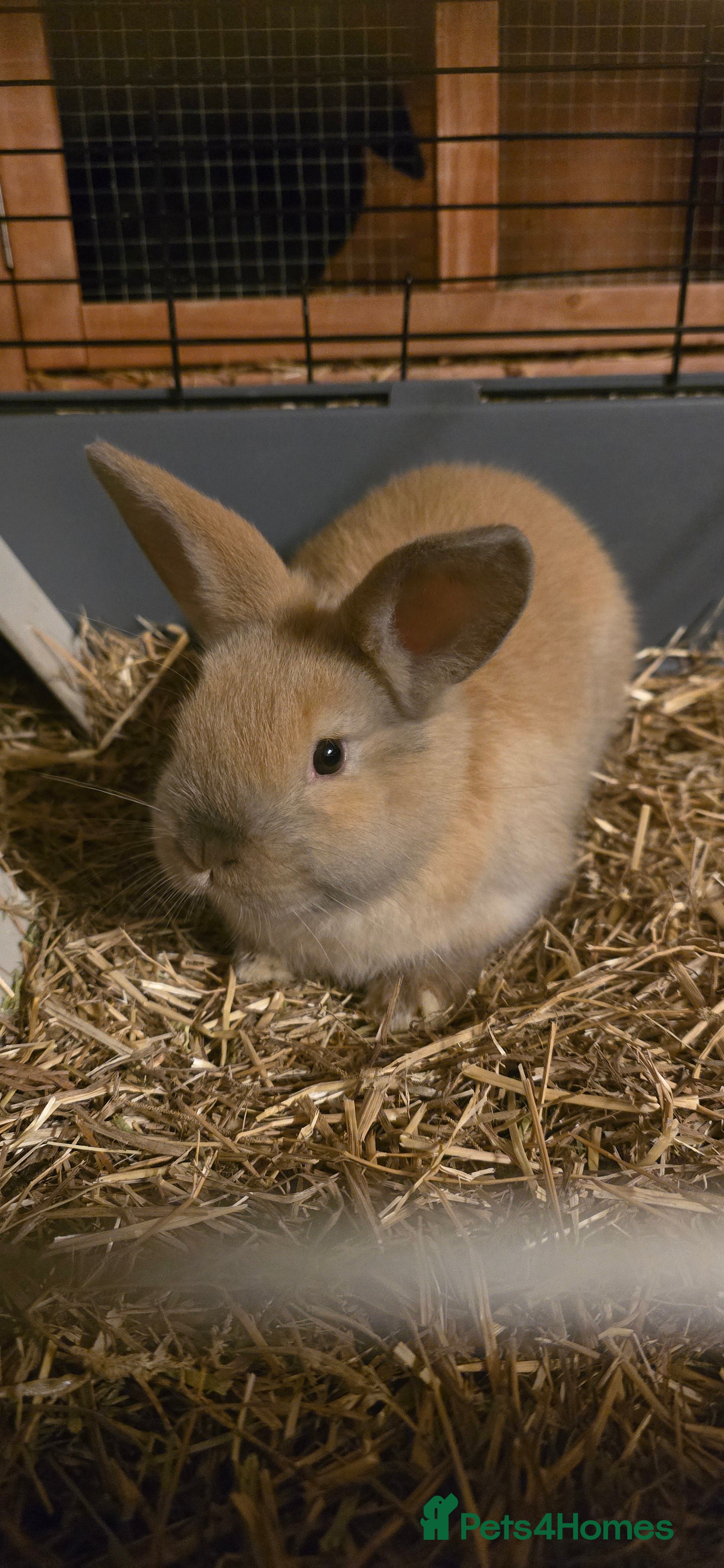 Lionhead rabbits Female baby rabbit - Advert 1