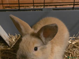 Lionhead rabbits Female baby rabbit - Advert 1