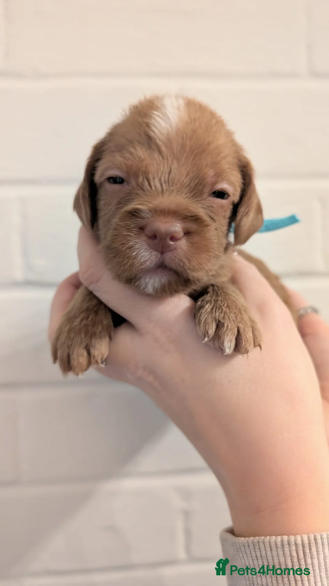 Cockapoo dogs for sale: Cockapoo puppies - Advert 23