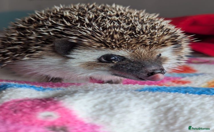 Pygmy Hedgehog rodents - Advert 16