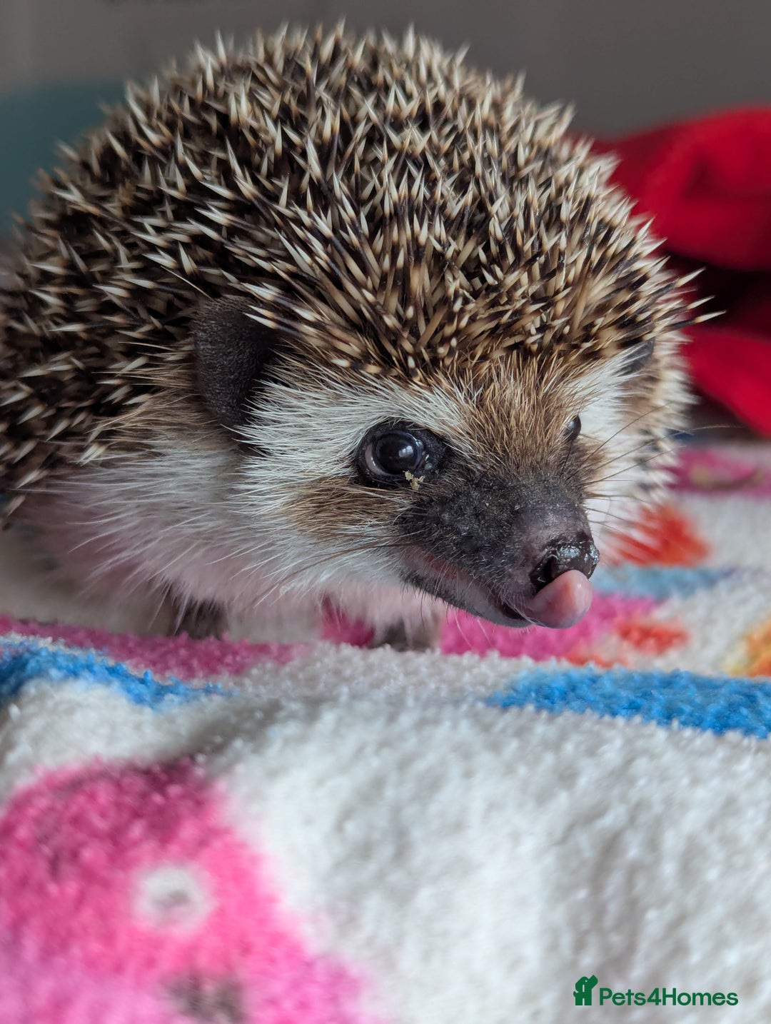 Pygmy Hedgehog rodents for sale: Herbert 6 month old Male Hedgehog/ AVAILABLE  - Image 1