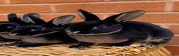Rex rabbits for sale: 2 mini rex brothers  - Advert 2
