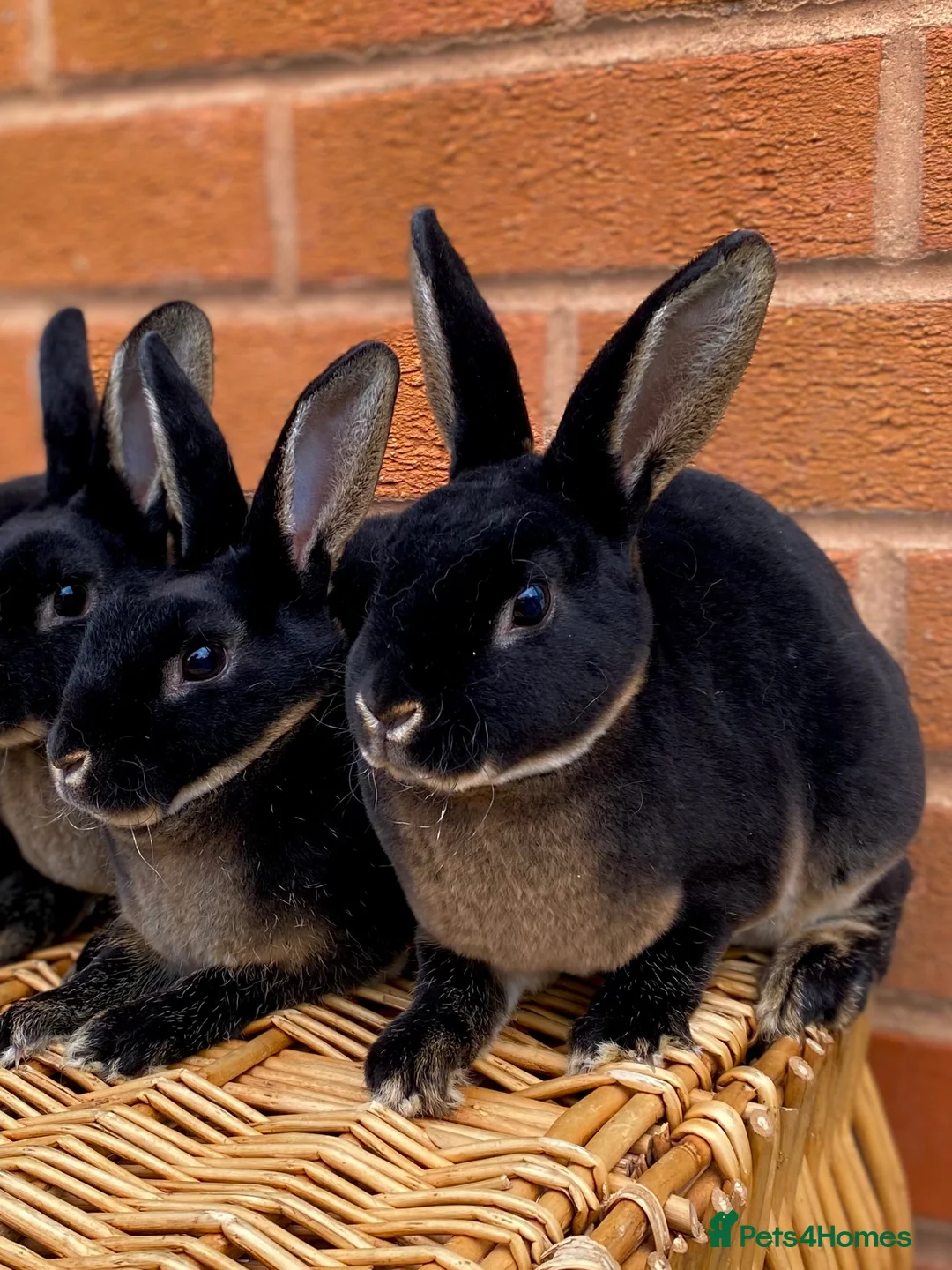 Rex rabbits for sale: 2 mini rex brothers  - Advert 2