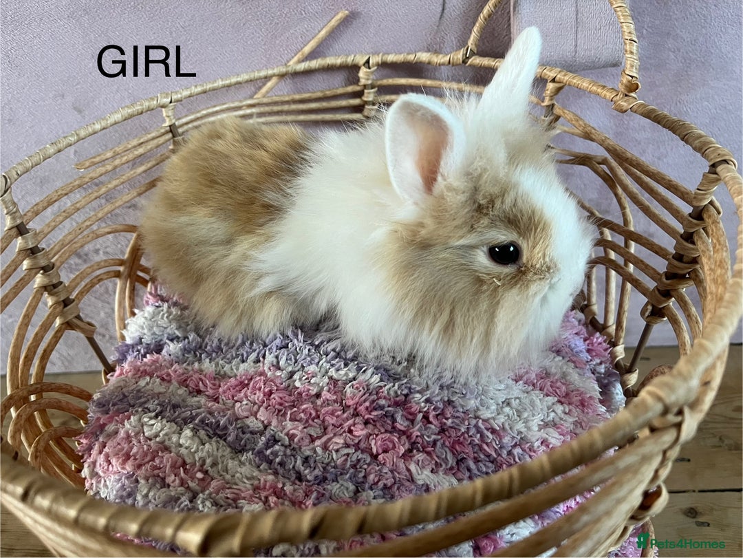 Lionhead rabbits for sale: 2 BOY LIONHEAD RABBITS READY NOW - Advert 6