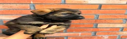 German Shepherd dogs for sale: Exceptional Czech German Shepherd WorkingLine Pups - Advert 7