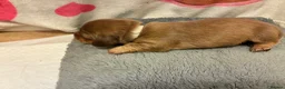 Miniature Dachshund dogs for sale: Longhaired Minature Dachshund - Advert 14
