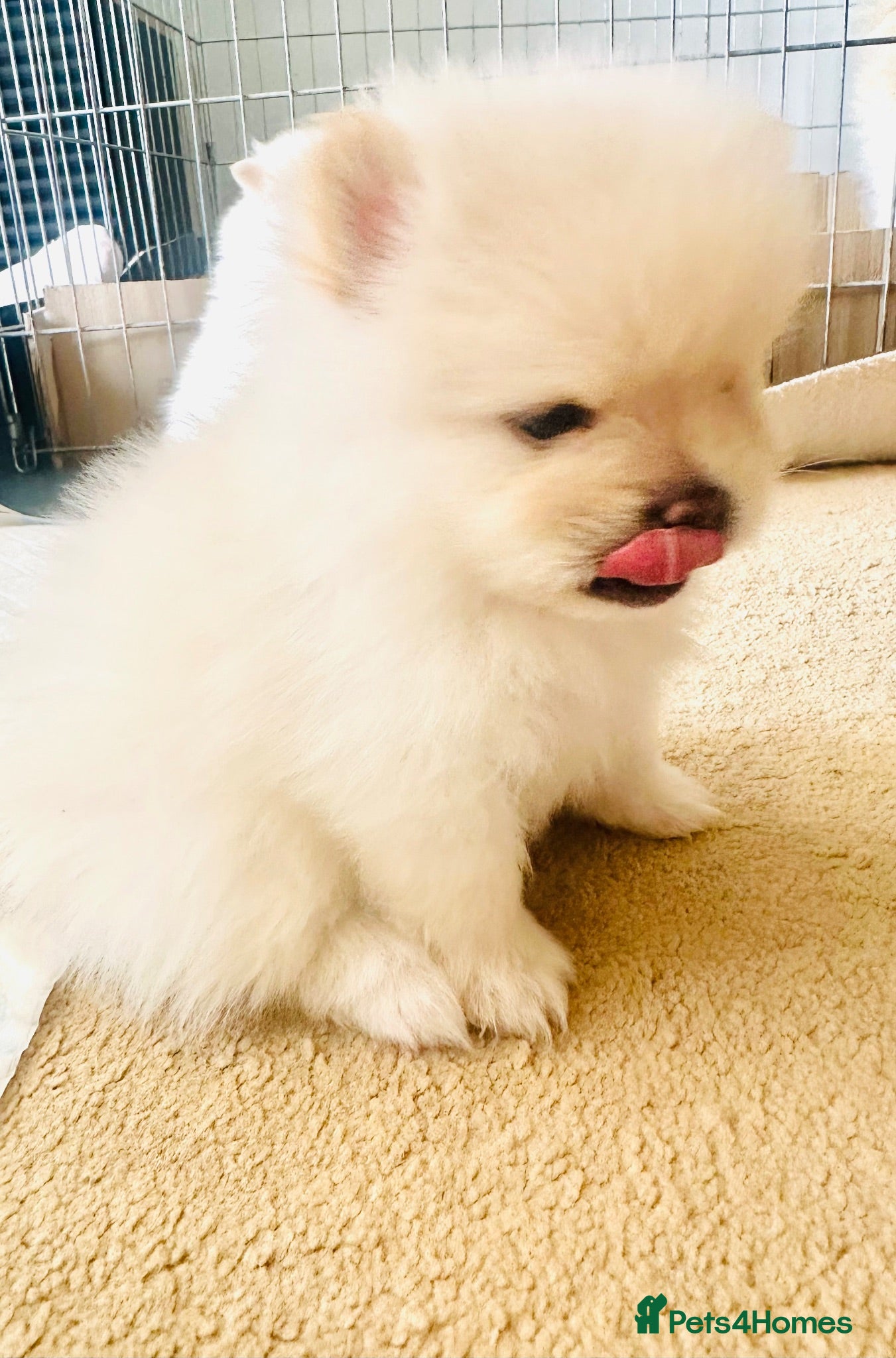 Pomeranian dogs Adorable little pom-poms looking new parents - Advert 7