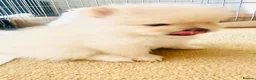 Pomeranian dogs for sale: Adorable little pom-poms looking new parents - Advert 4