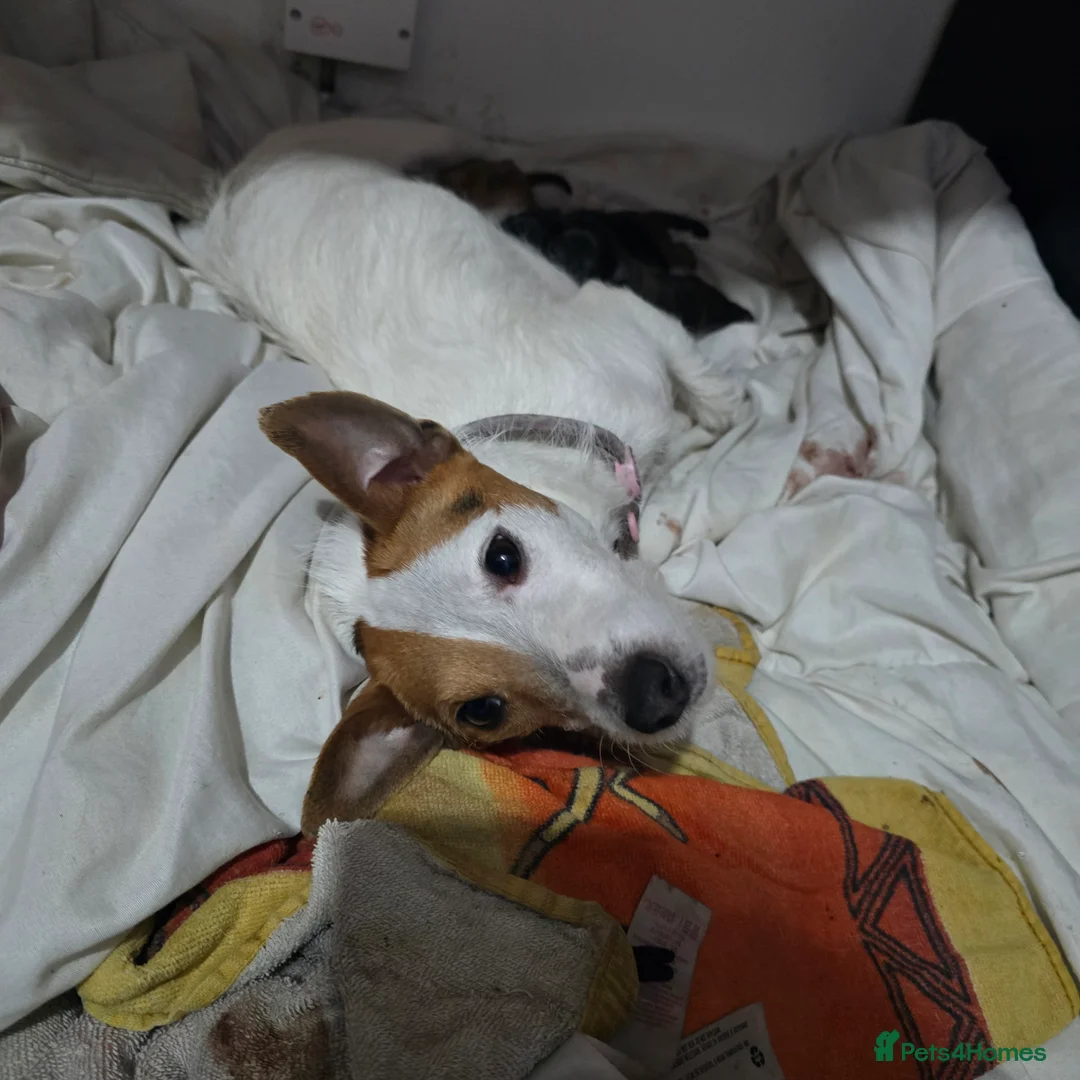 Jackapoo dogs for sale: Beautiful jackapoo puppies in Gravesend - Advert 1