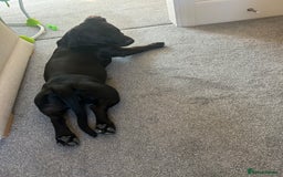 Mixed Breed dogs for sale: Beautiful 6 Month old Bulldach for sale  - Image 6