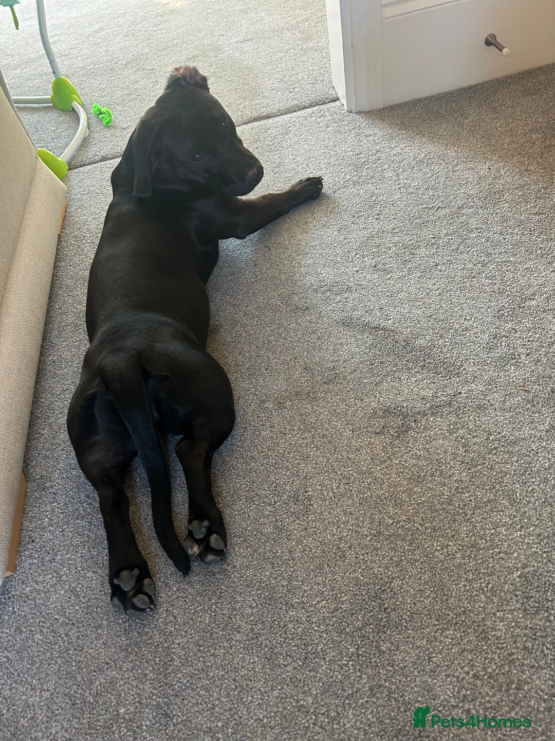 Mixed Breed dogs for sale: Beautiful 6 Month old Bulldach for sale  - Image 6