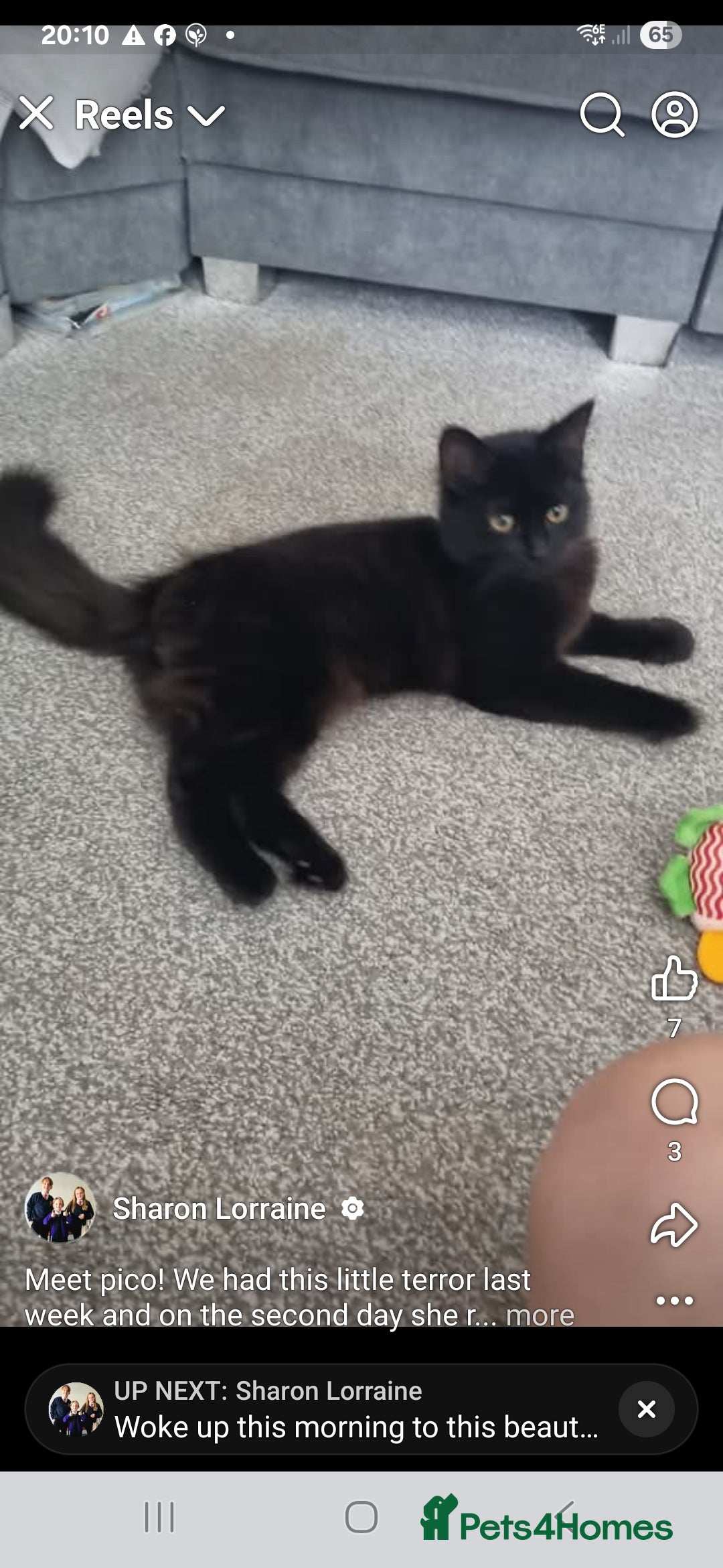 British Longhair cats Female cat - Advert 1