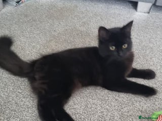 British Longhair cats Female cat - Advert 4