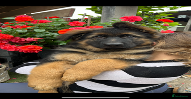 German Shepherd dogs - Advert 6