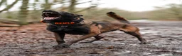 Belgian Shepherd Dog dogs for sale: FCI Female Family Protection Dog for Sale  - Advert 15