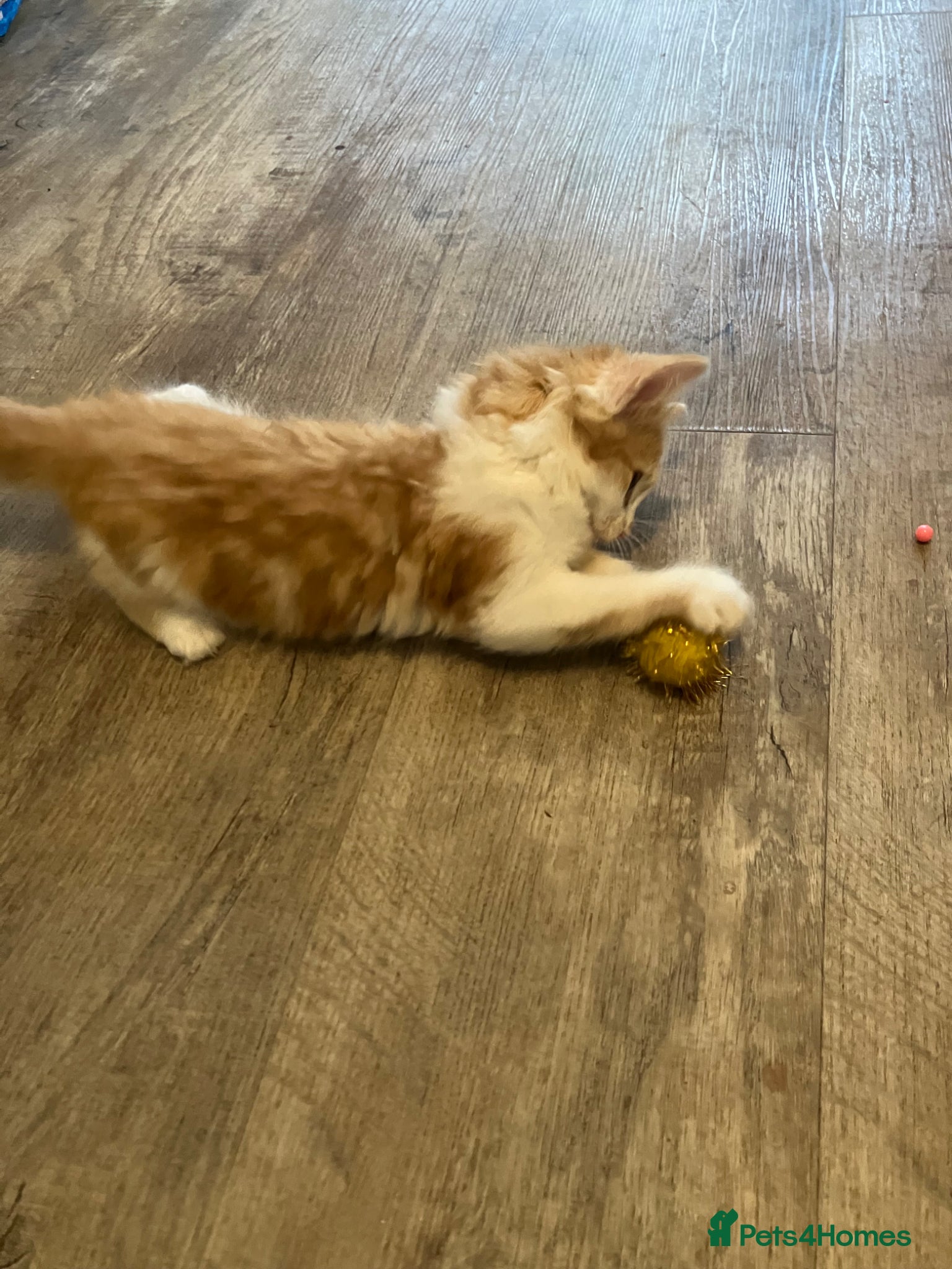 Norwegian Forest Cat cats for sale: Beautiful Norwegian Forest Kittens in Maidstone - Advert 7
