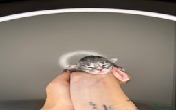 Maine Coon cats for sale: XL maine coon kittens available in Market Rasen - Image 9