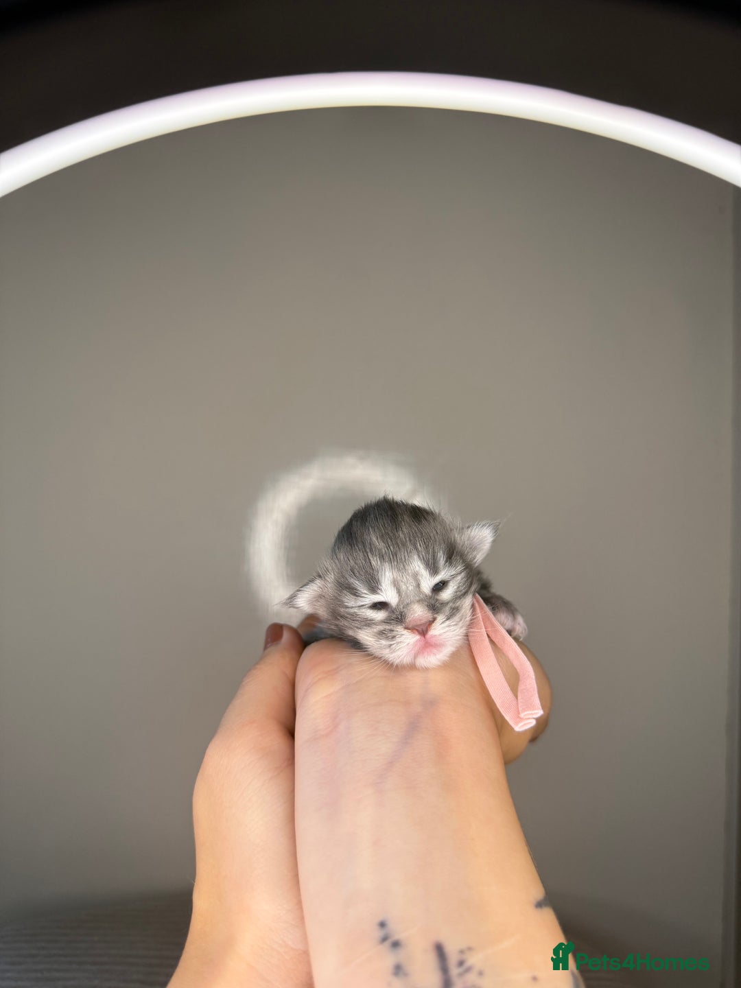 Maine Coon cats for sale: XL maine coon kittens available in Market Rasen - Image 9