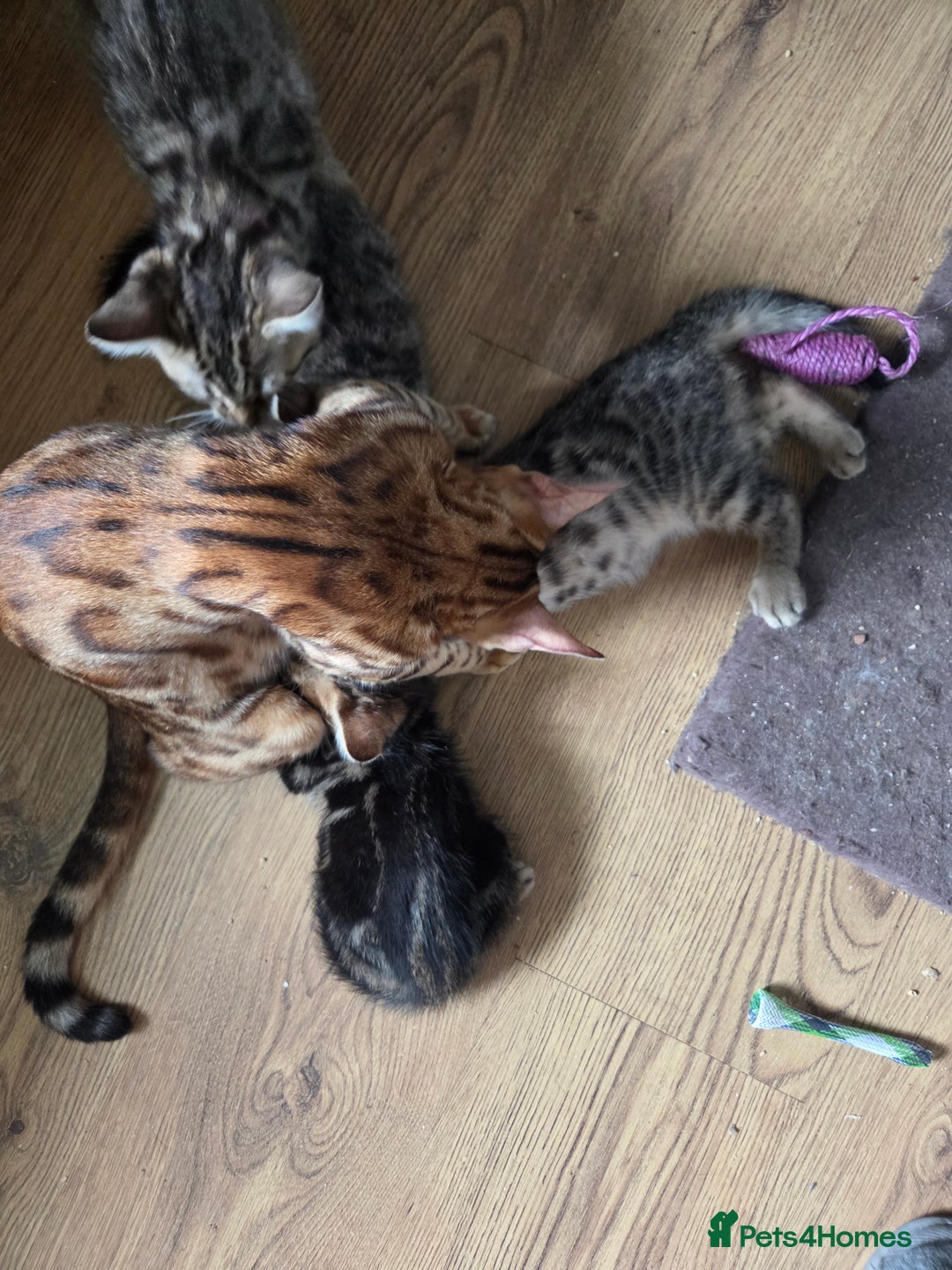 Bengal cats for sale: Bencoons, Bengal mum Maincoon Dad - Image 10
