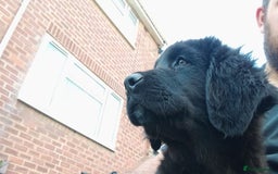 Mixed Breed dogs for sale: Caucasian shepherd cross in Hartlepool - Image 5
