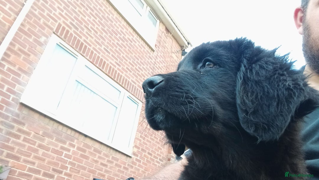 Mixed Breed dogs for sale: Caucasian shepherd cross in Hartlepool - Image 5