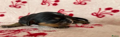 Cavalier King Charles Spaniel 2