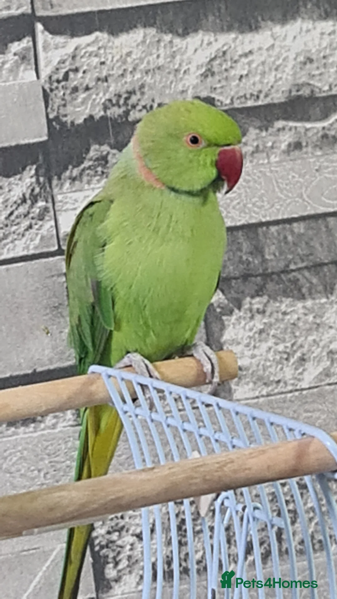 Parrots birds for sale: Parrots - Advert 1