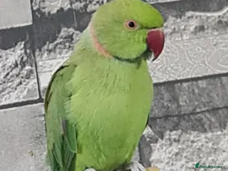 Parrots birds Parrots - Advert 1