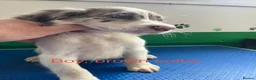 Mixed Breed dogs for sale: Fantastic Sprockerpoos - Advert 18