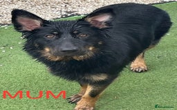 German Shepherd dogs for sale: Straight-topline German Shepherd puppies - Image 20