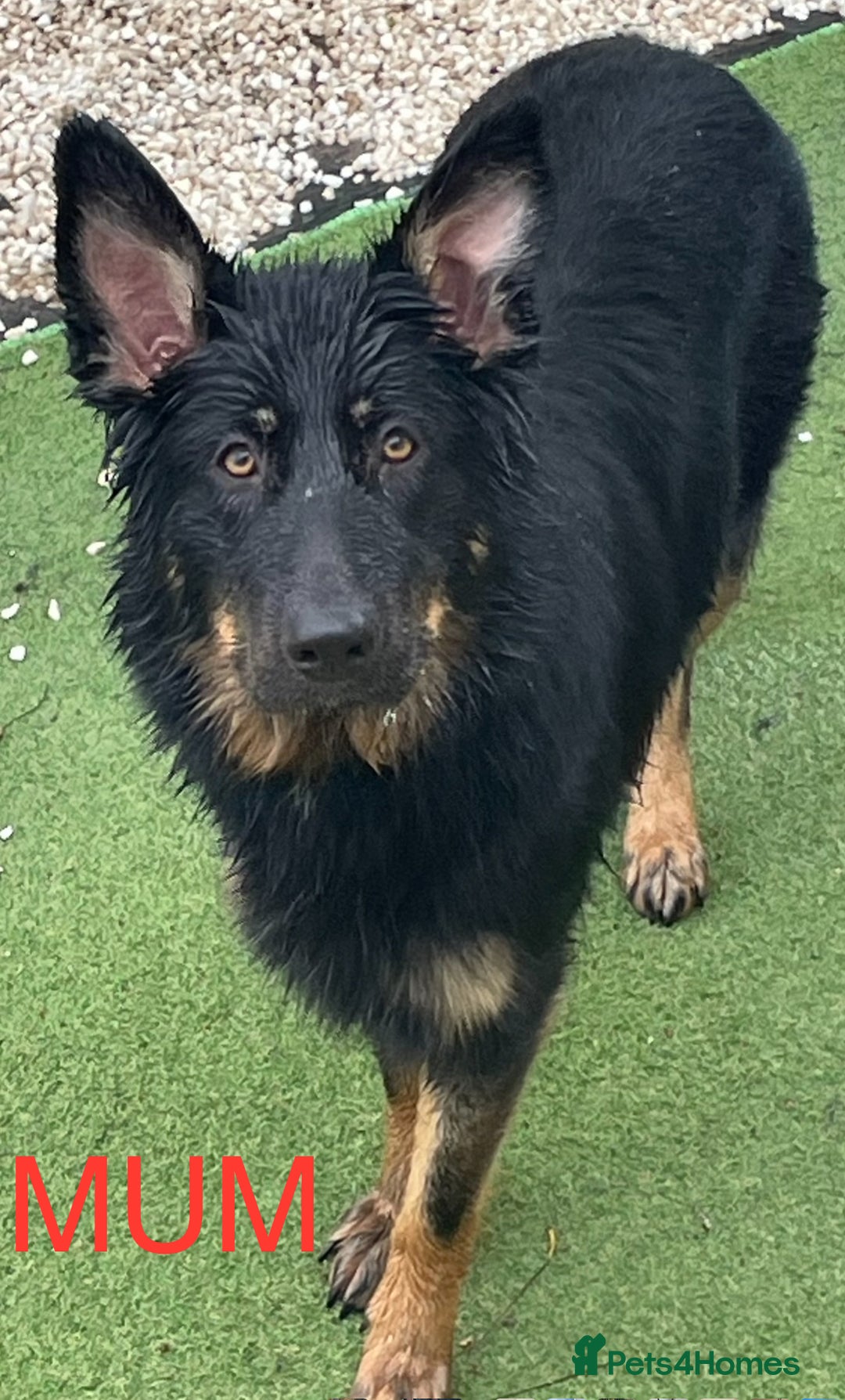 German Shepherd dogs for sale: Straight-topline German Shepherd puppies - Image 20