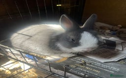 Netherland Dwarf rabbits for sale: Netherlands Dwarf - Image 6