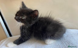 Mixed Breed cats for sale: British short hair kittens - Image 11