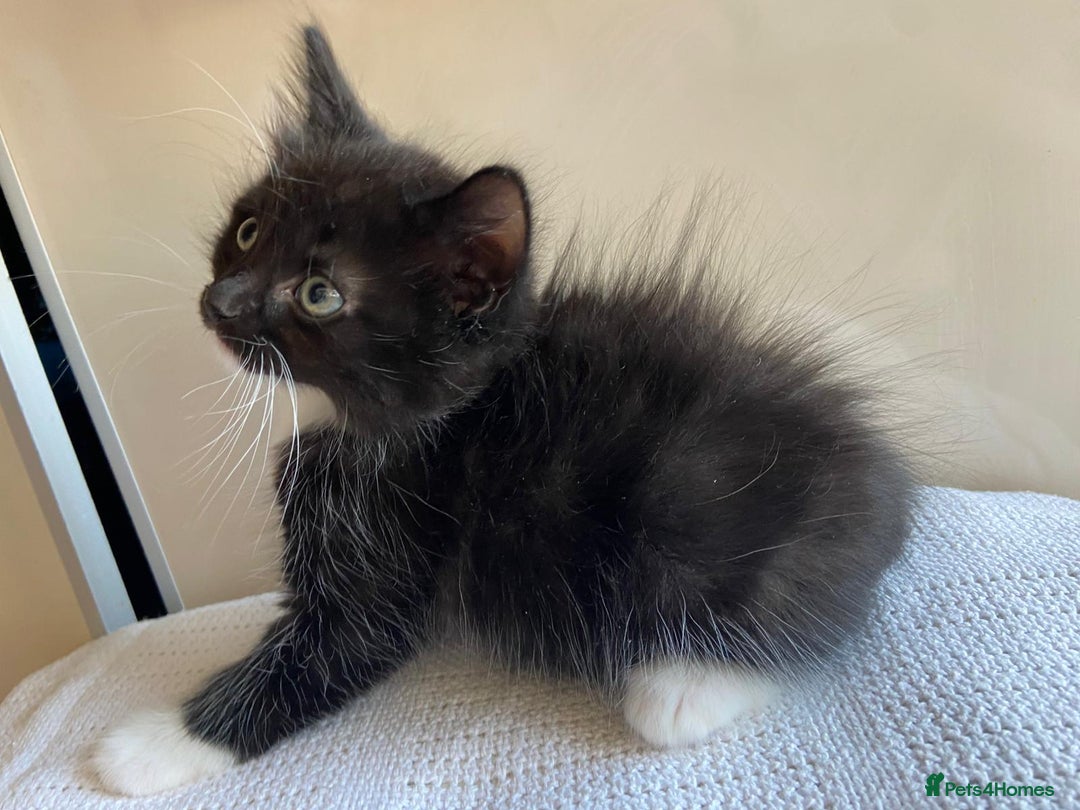 Mixed Breed cats for sale: British short hair kittens - Image 11