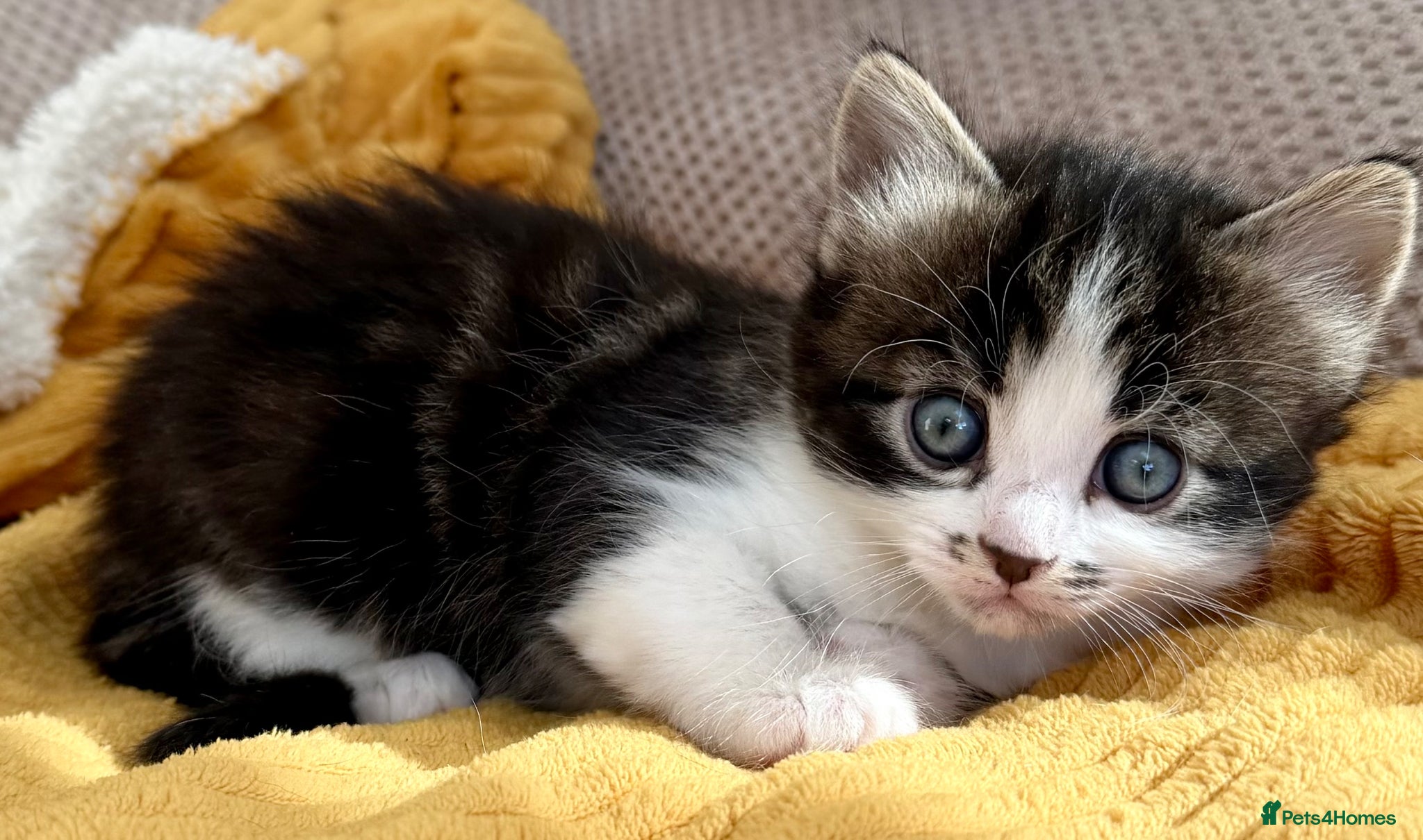 Mixed Breed cats for sale: Gorgeous, lovely Tabby kittens looking for home💕 - Advert 6