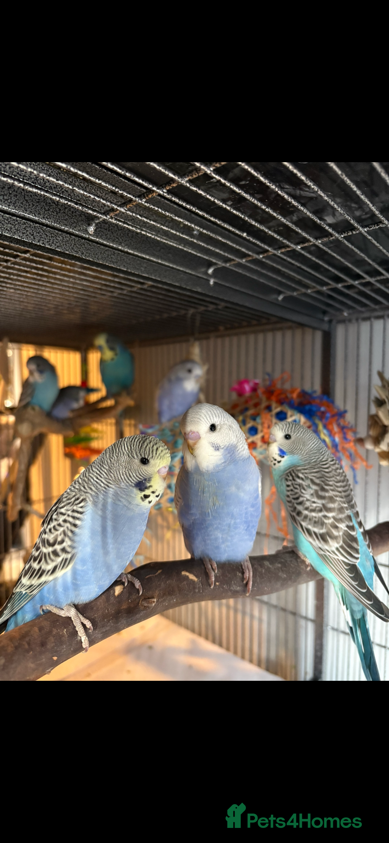 Budgerigars birds Budgies  - Advert 9