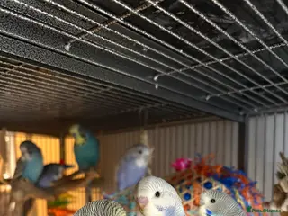 Budgerigars birds Budgies - Advert 22