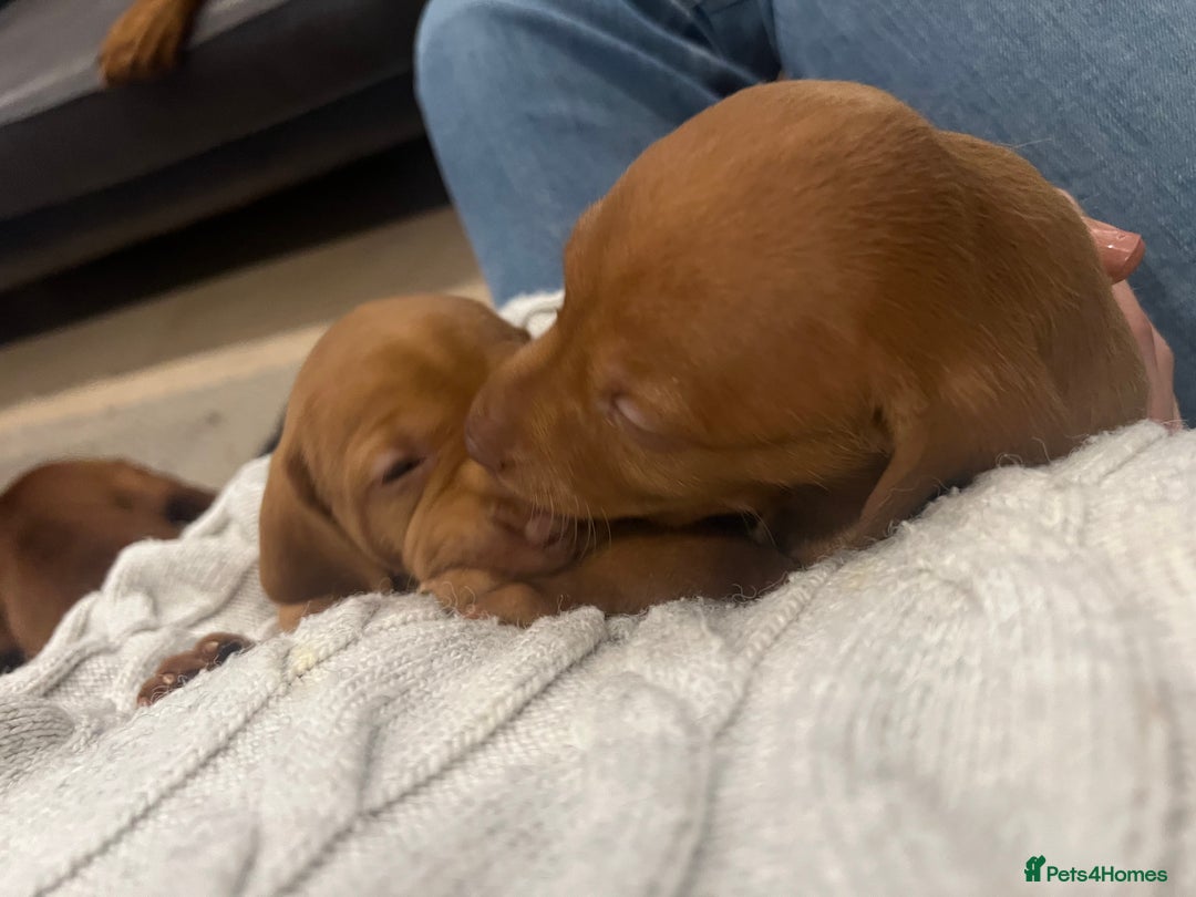 Hungarian Vizsla dogs for sale: Hookside x Skyrocket - Advert 9