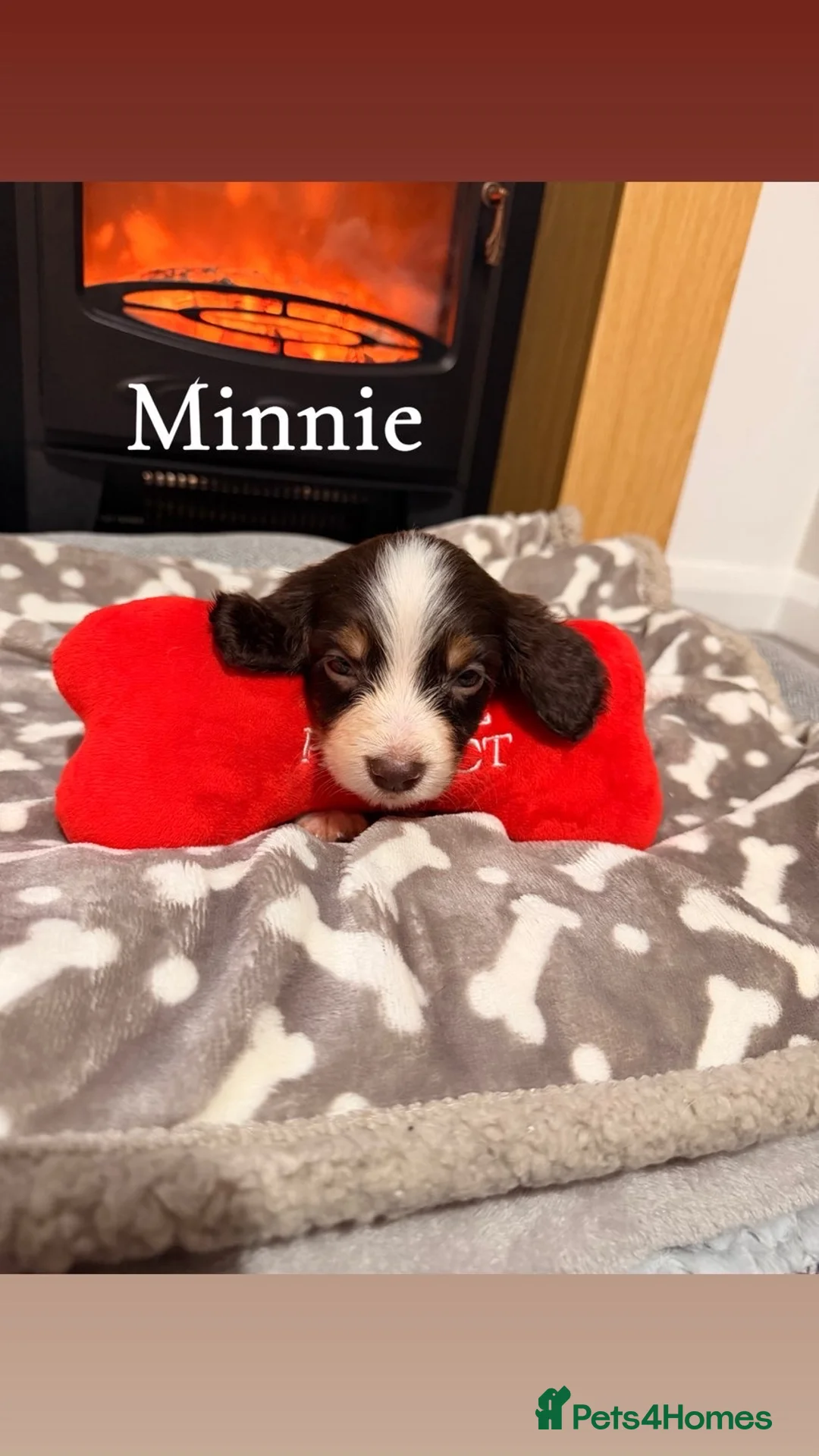 Cocker Spaniel dogs for sale: Cocker spaniel in Omagh - Advert 5