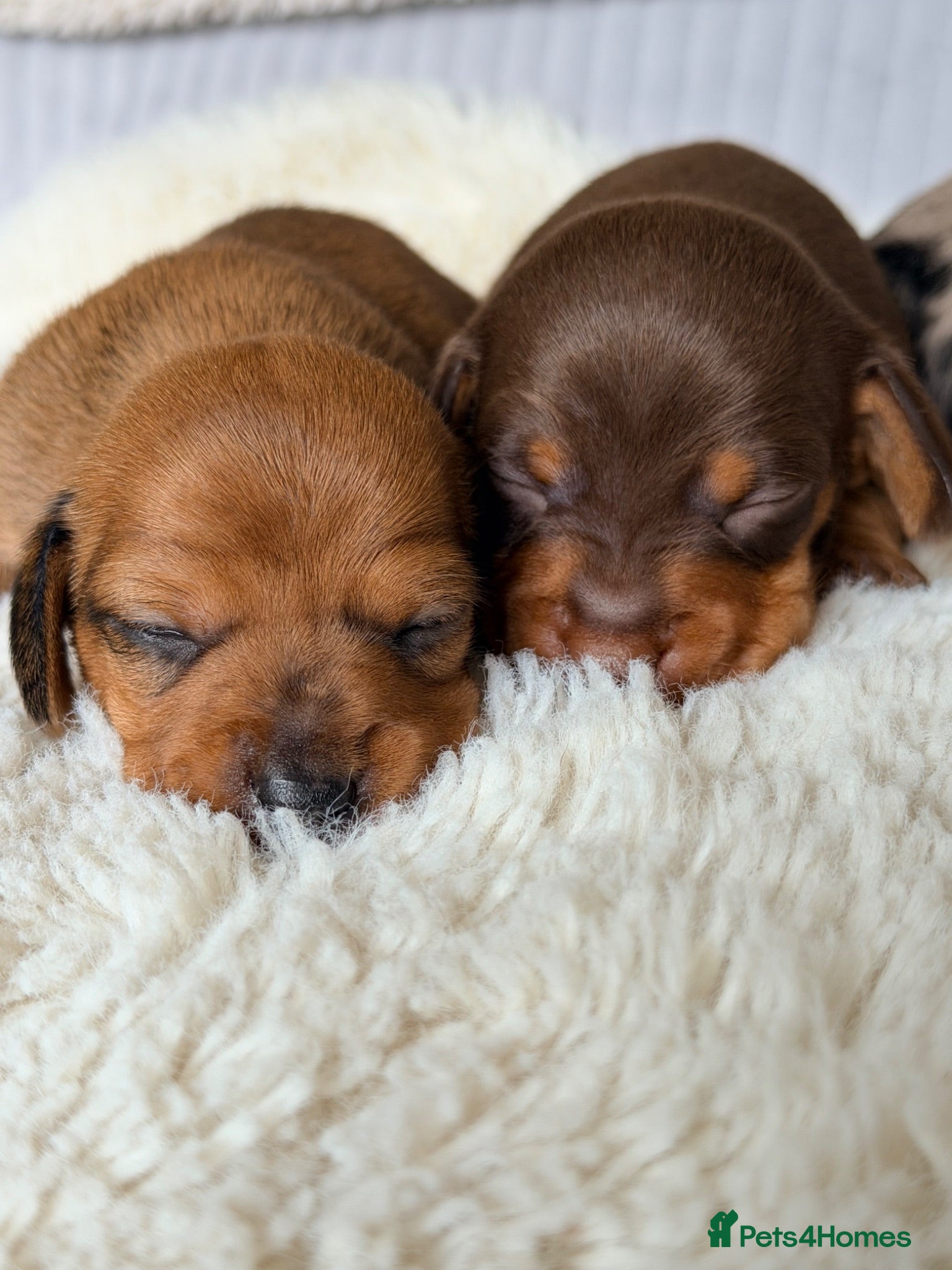 Miniature Dachshund dogs KC PRA Clear Champion Line Dapple Mini Dachshunds  - Advert 2