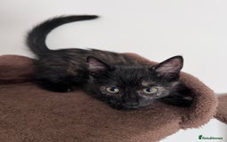 Domestic Shorthair cats for sale: 3 sweet kittens - Image 4