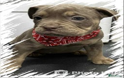 Olde English Bulldogge dogs for sale: Old English bulldog females - Image 3