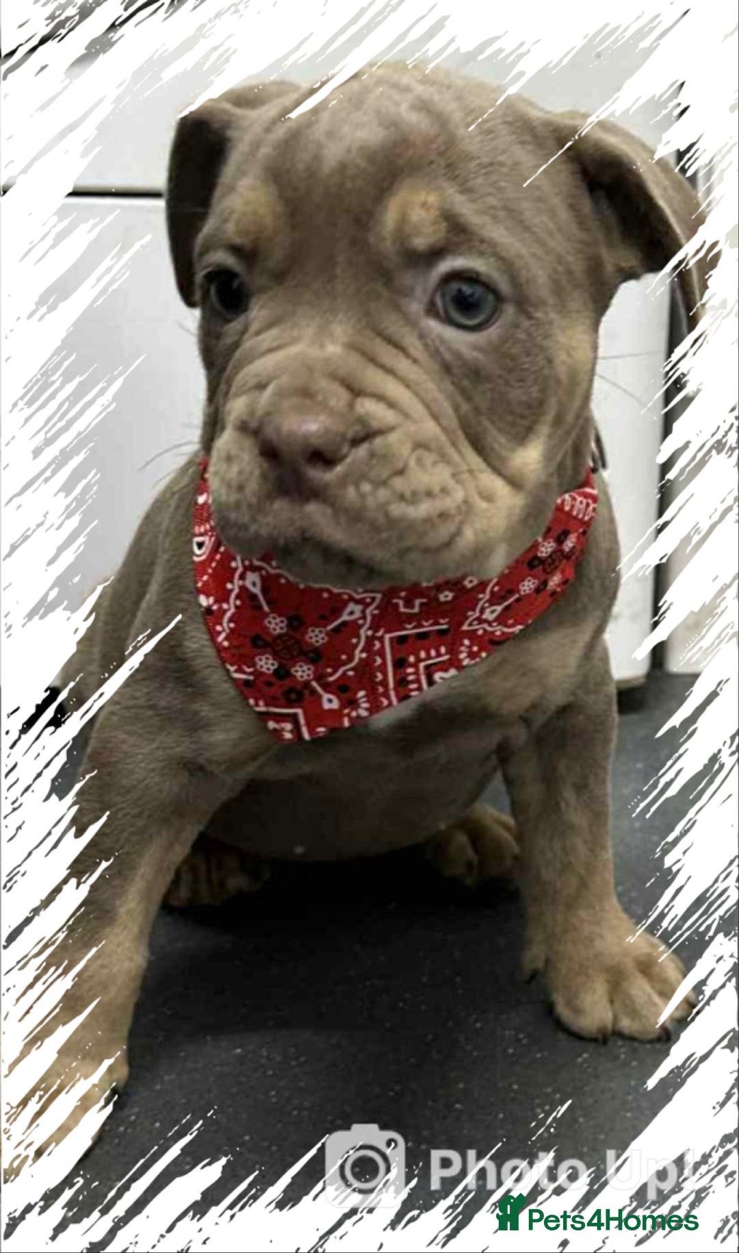 Olde English Bulldogge dogs for sale: Old English bulldog females - Image 3