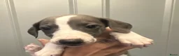 Whippet dogs for sale: KC reg whippets  - Advert 19