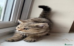British Shorthair cats for sale: 2 Female and 1 Male Kitten Looking for  Home 🐱✨ - Image 3