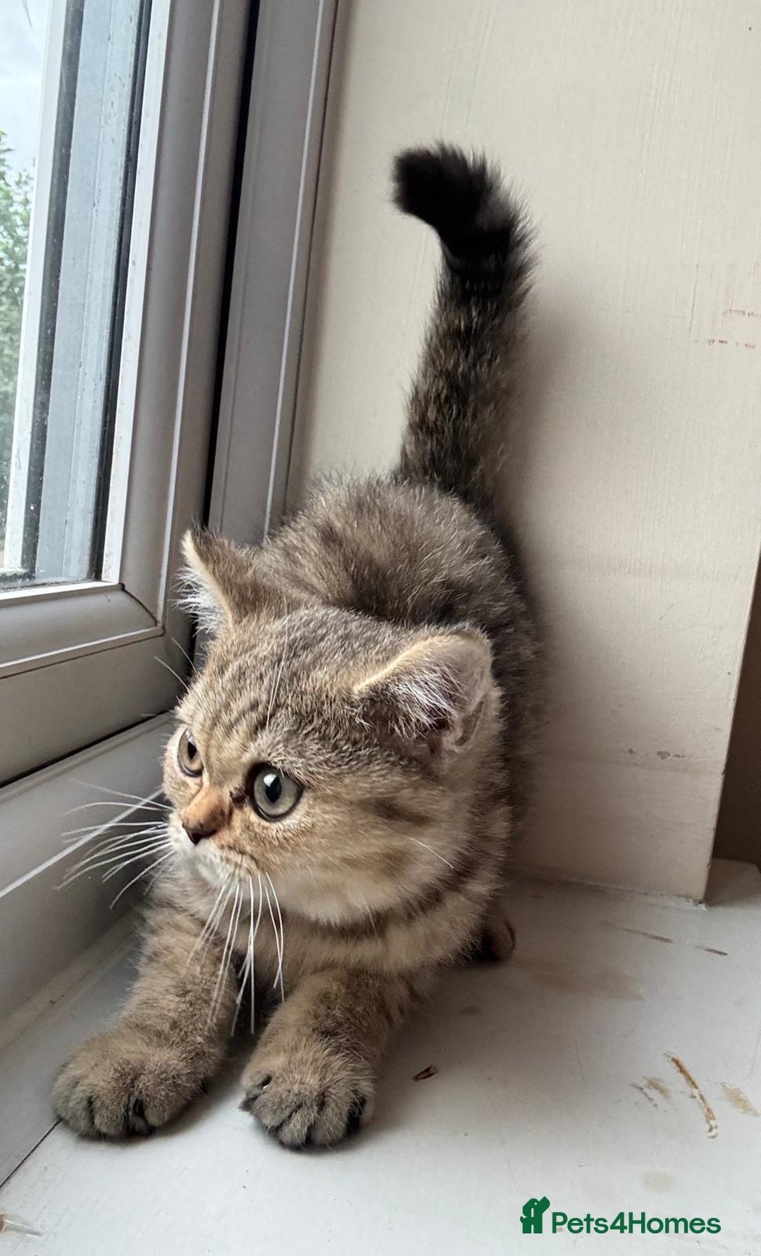 British Shorthair cats for sale: 2 Female and 1 Male Kitten Looking for  Home 🐱✨ - Image 3