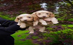 Miniature Dachshund dogs for sale: KC Long Haired Cream Carriers Miniature Dachshunds - Image 8