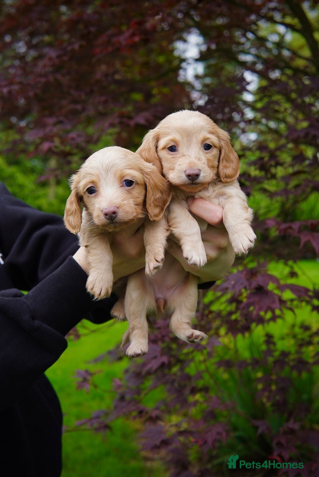 Miniature Dachshund dogs for sale: KC Long Haired Cream Carriers Miniature Dachshunds - Image 8