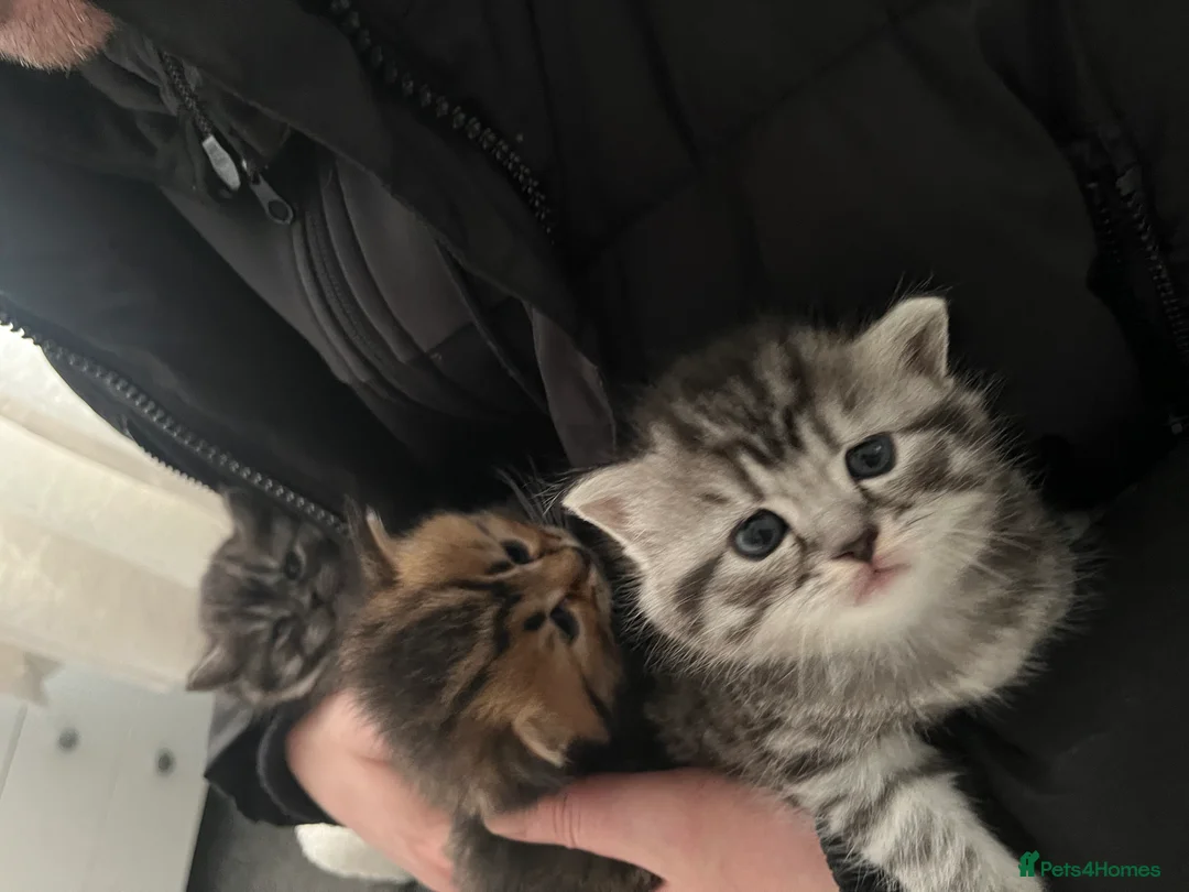 British Shorthair cats for sale: 3 beautiful kittens for sale Bsh/norwegian   - Advert 10